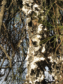 arici ali turk ve aricilik bilgileri