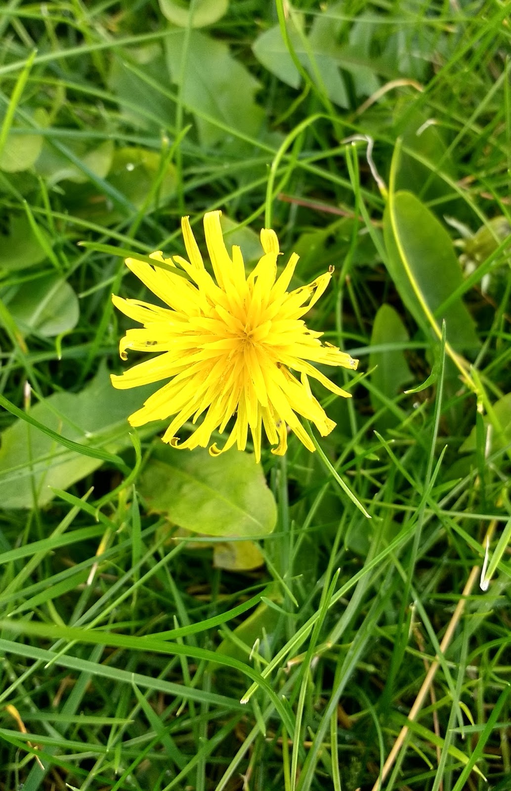 Gardening Matters Identifying Plants
