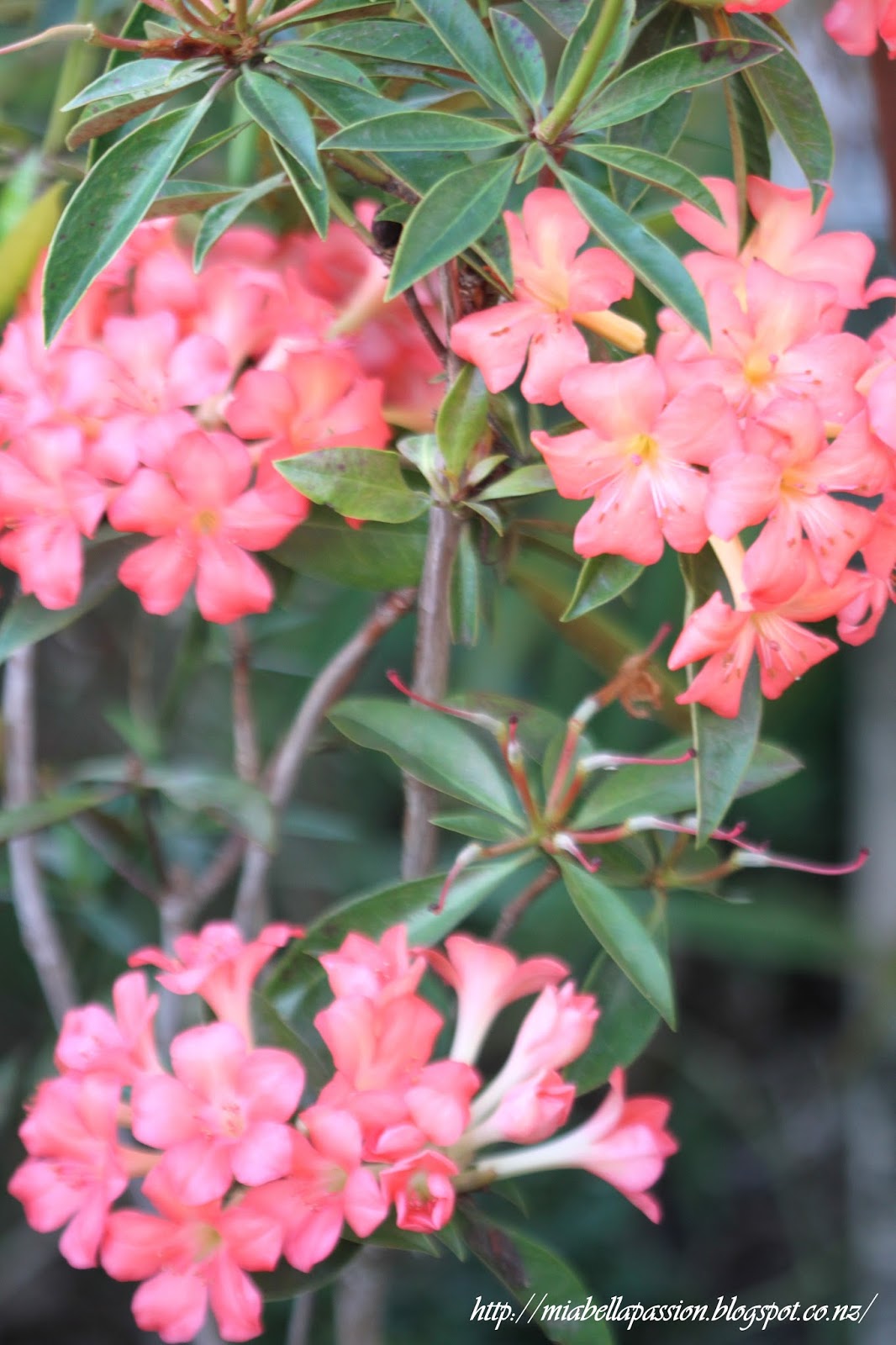 Growing Rhododendrons In Pots...