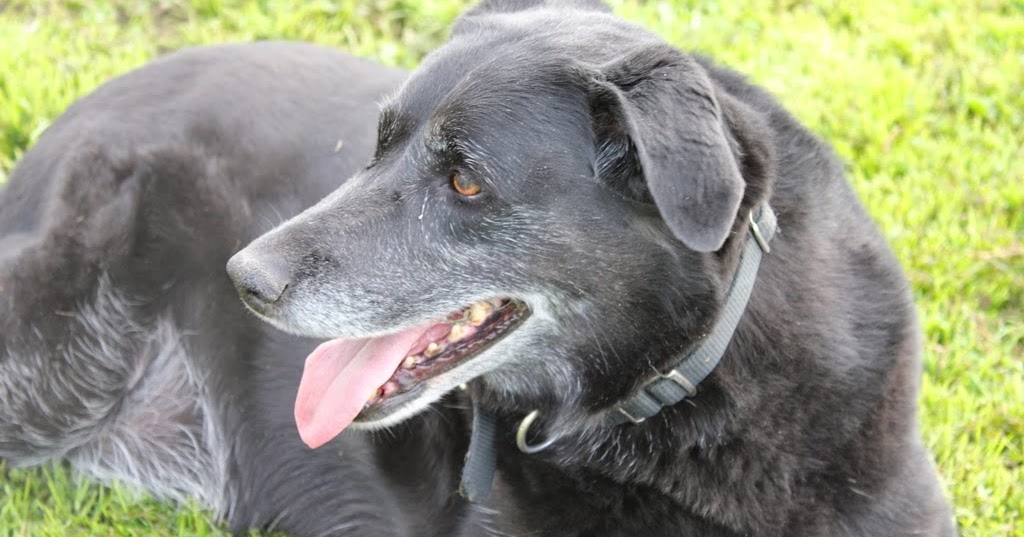 What Is The Most Common Cause Of Hypercalcemia In Dogs