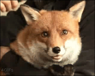 Funny animal gifs - part 106 (10 gifs), fox loves being combed