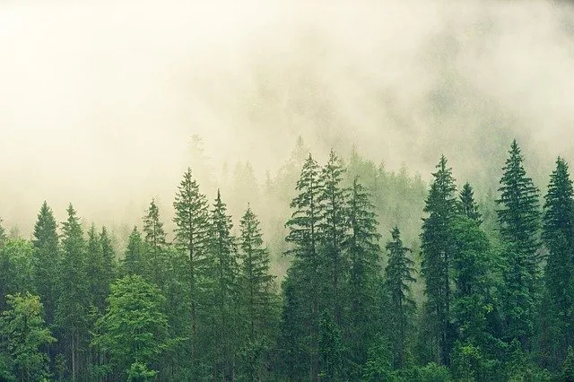 ما هو الفرق بين الغابة والغابات الاستوائية المطيرة؟
