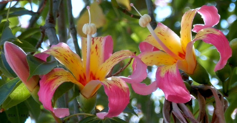 flores e palo borracho ceiba speciosa