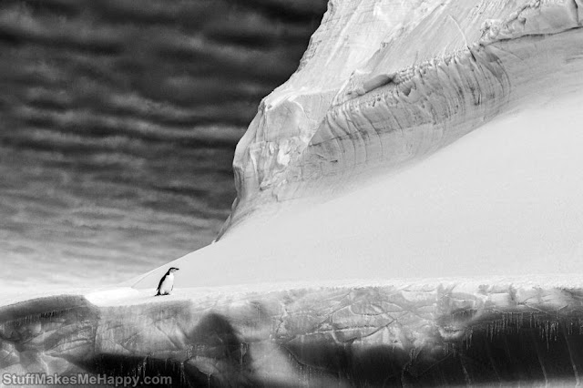 Chinstrap penguin on top of the iceberg. (Photo by Briton Renato Granieri)