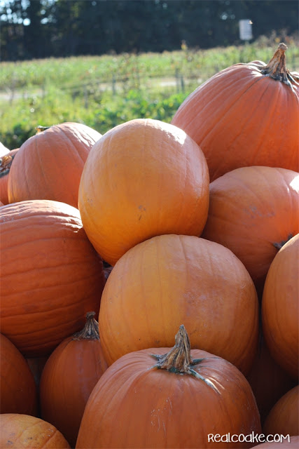 Family Fun idea of going to a pumpkin patch from realcoake.com