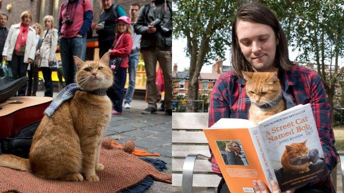 Hello street cat петиция остановите. Street Cat named Bob отец. A Street Cat named Bob line PNG.