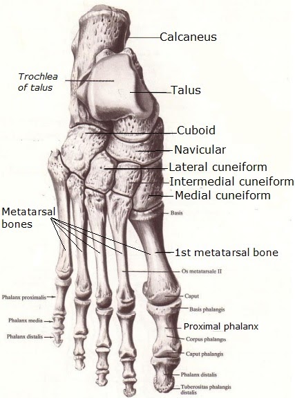 Science & Medicine: Metatarsal bones