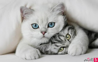 458484-cats-snowy-cat