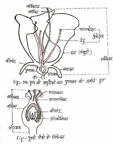 Reproduction
