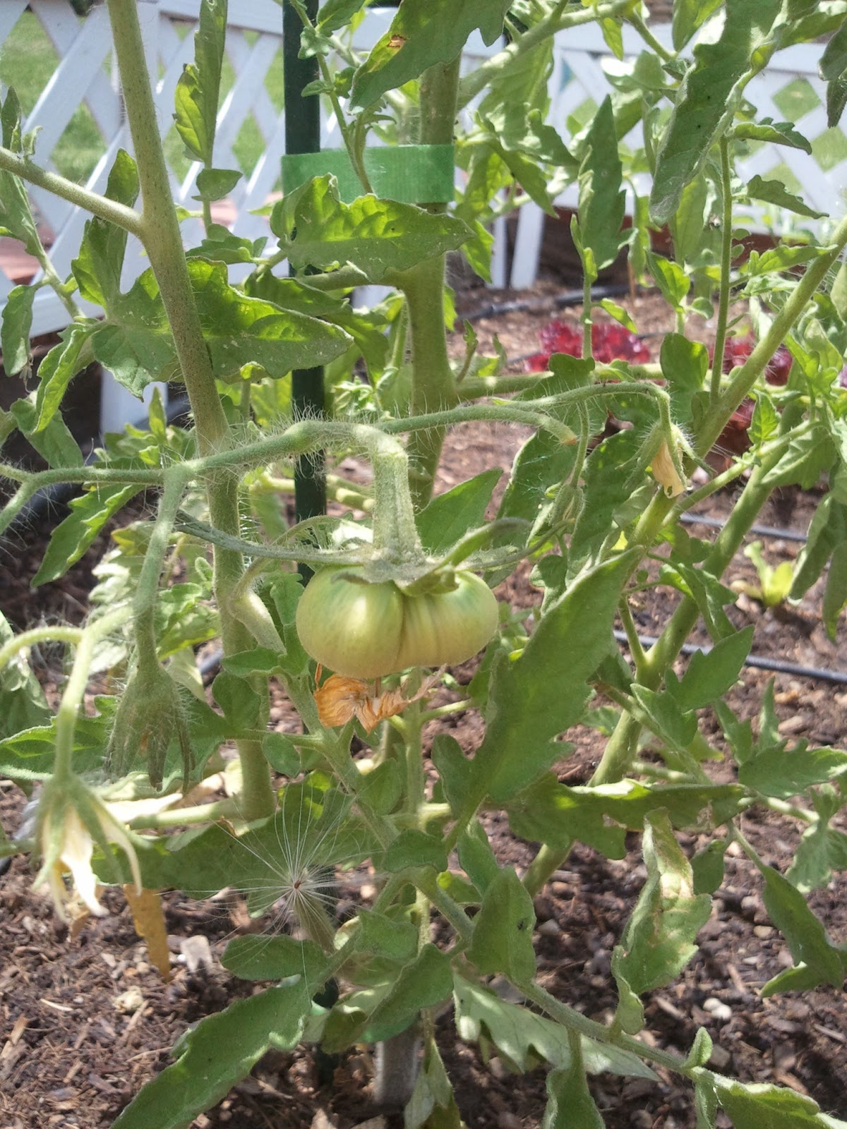 The Gnome Knows Best The Fruits of My Labor Tomatoes The Gnome Knows Best The Fruits of My Labor Tomatoes