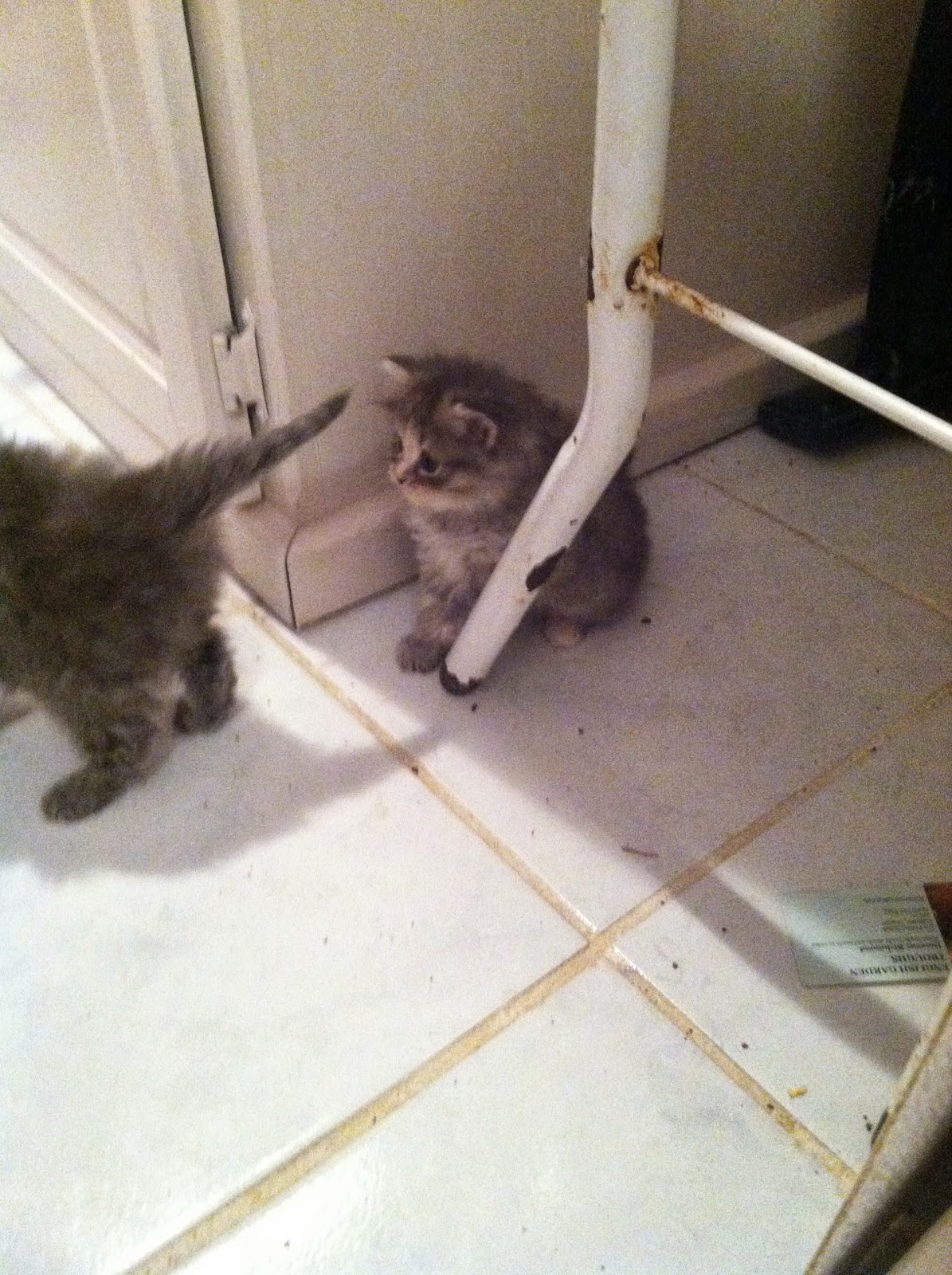 Cherished Siberians Siberian Cat Breeder from Unionville, Virginia Gracie's Kittens are