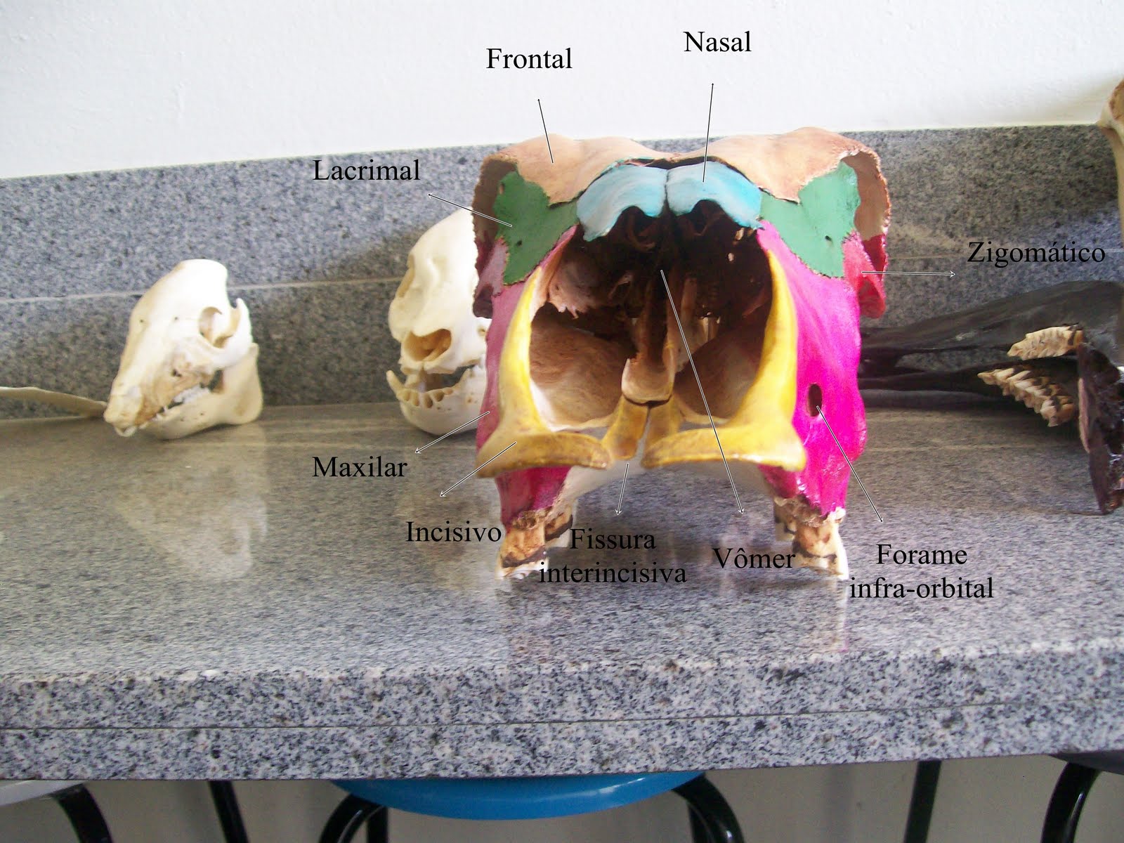 Anatomia Veterinária | Medicina Veterinária - Facisa
