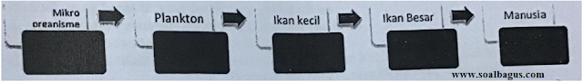 soal ipa kelas 7 skema pemekatan hayati