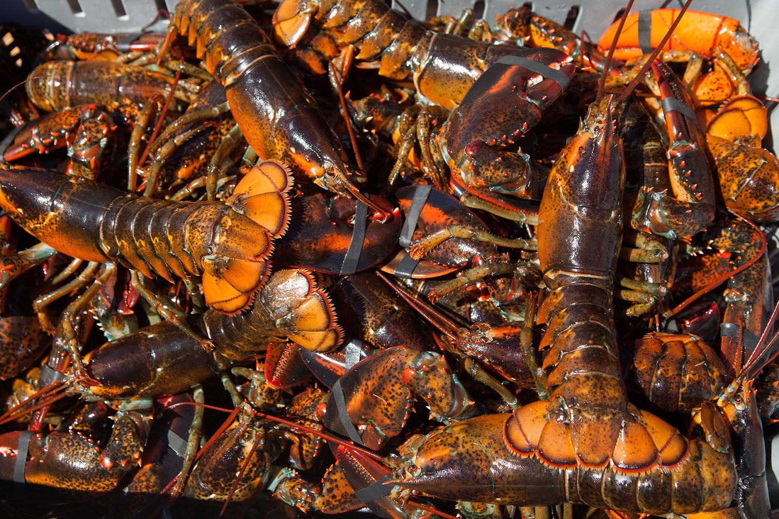 Lobster Supplier Supplier Fresh Water Lobster, Wholesale Lobster Meat