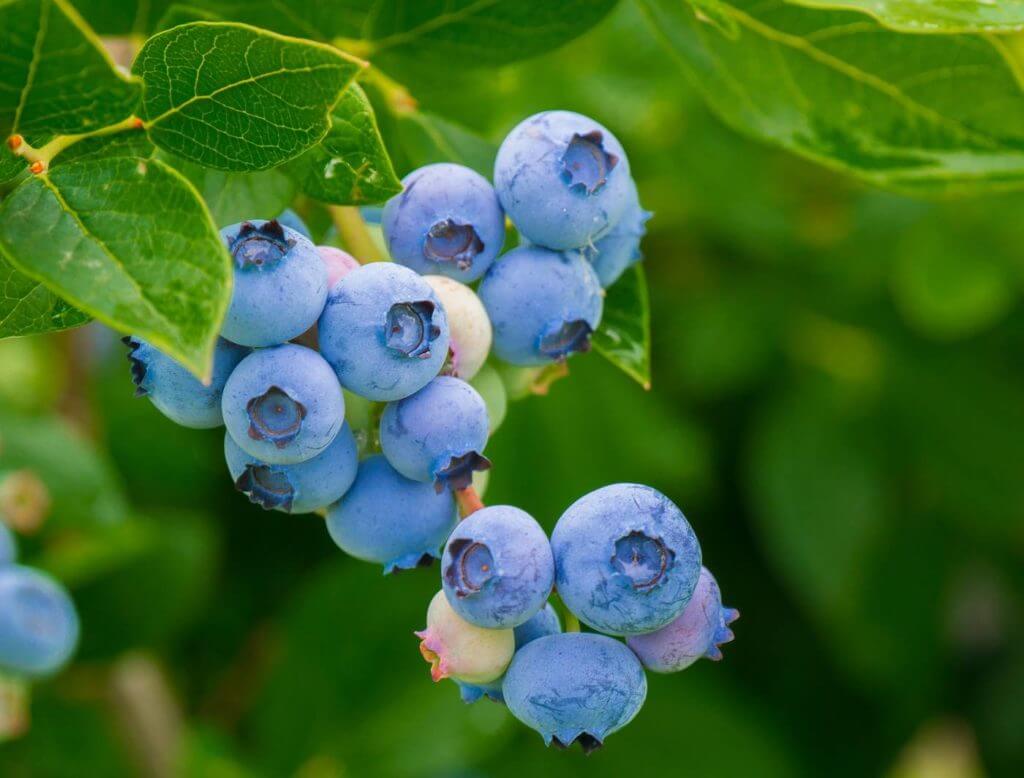 Blueberries and cranberries tree
