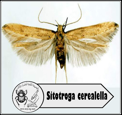 فراش الحبوب Sitotroga cerealella