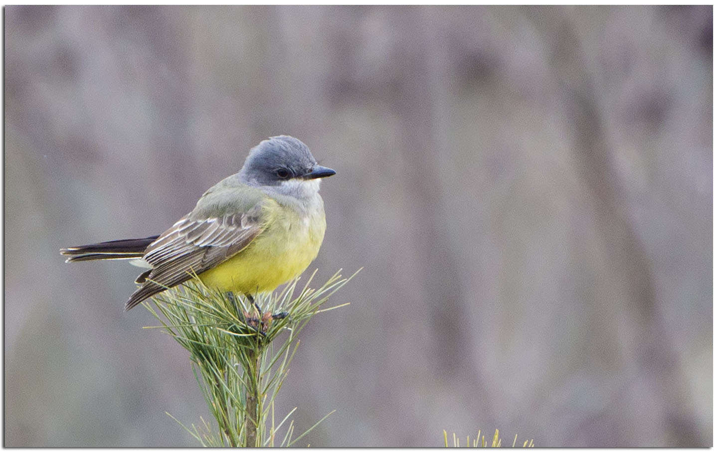 Owls & Others of Essex, MA Cassin's Kingbird