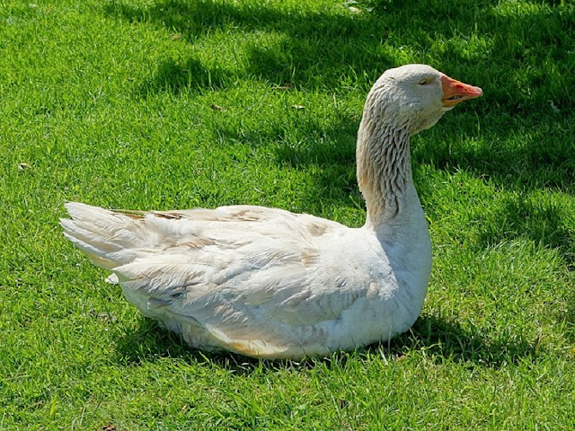 domestic goose, domestic white goose, american buff goose 