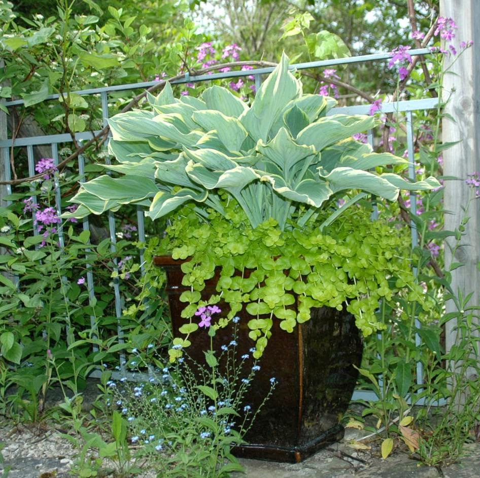 Roche Fleurie Garden Containers 2014