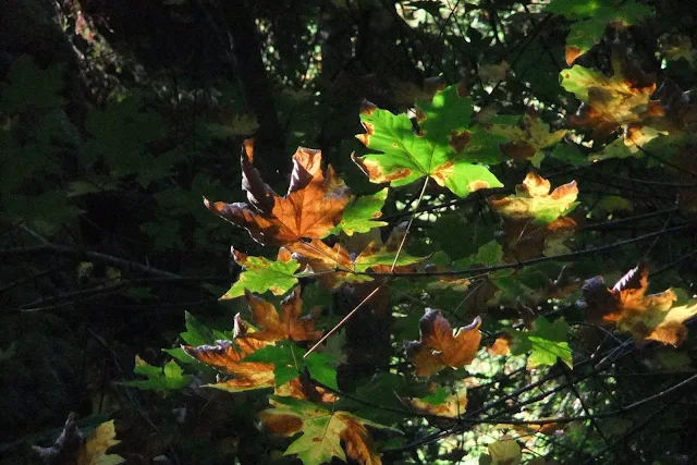 muir-woods-national-monument3 ミュアウッズ国定公園