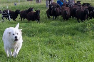alt="perro defendiendo a las ovejas"