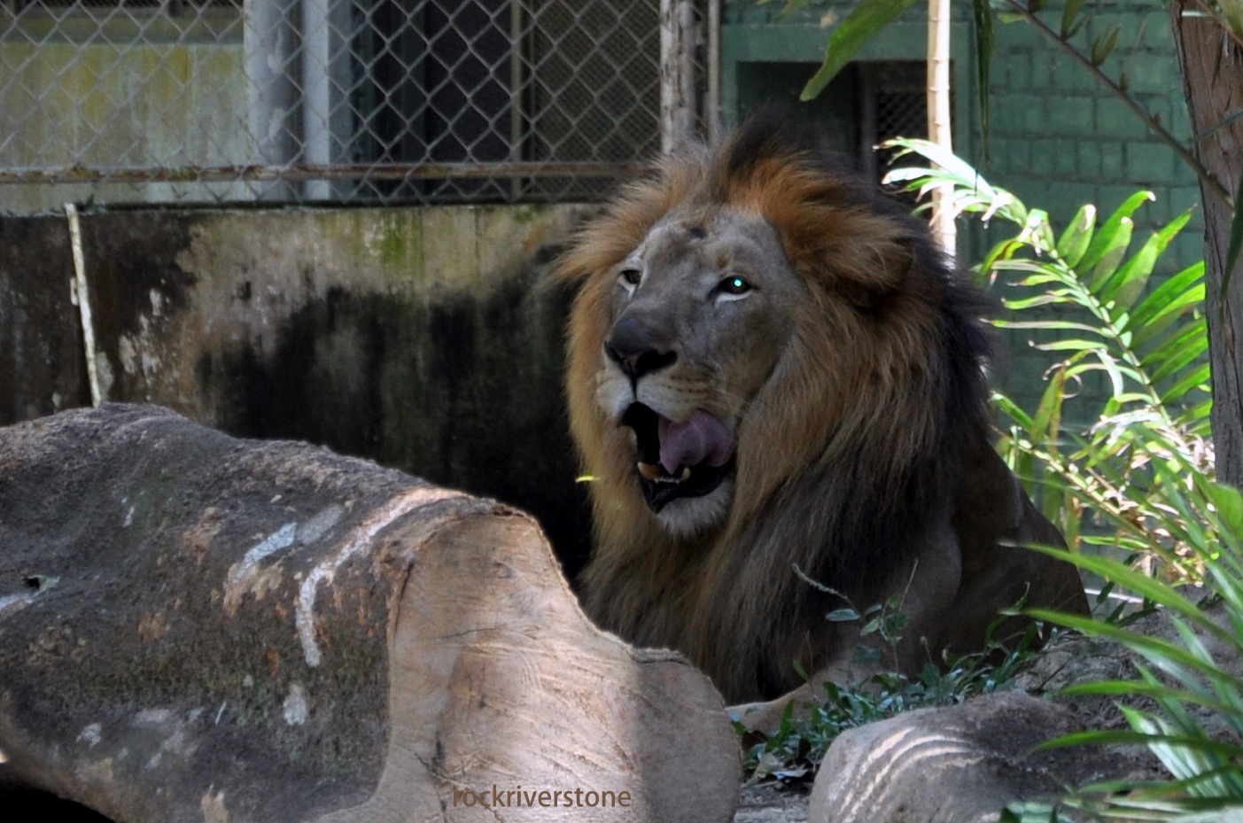 rockriverstone: Lion - Singa