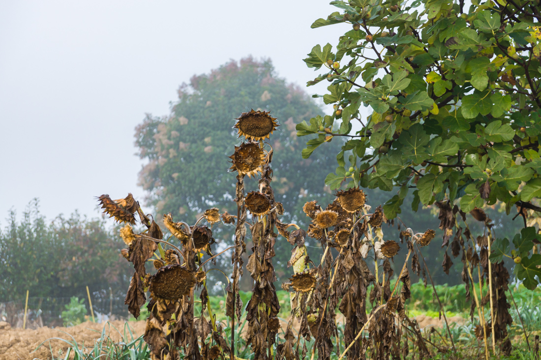 Туман в долине Туман в долине