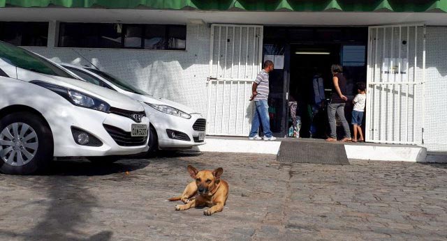 Cachorro fica de campana na porta de maternidade à espera da dona em Feira de Santana