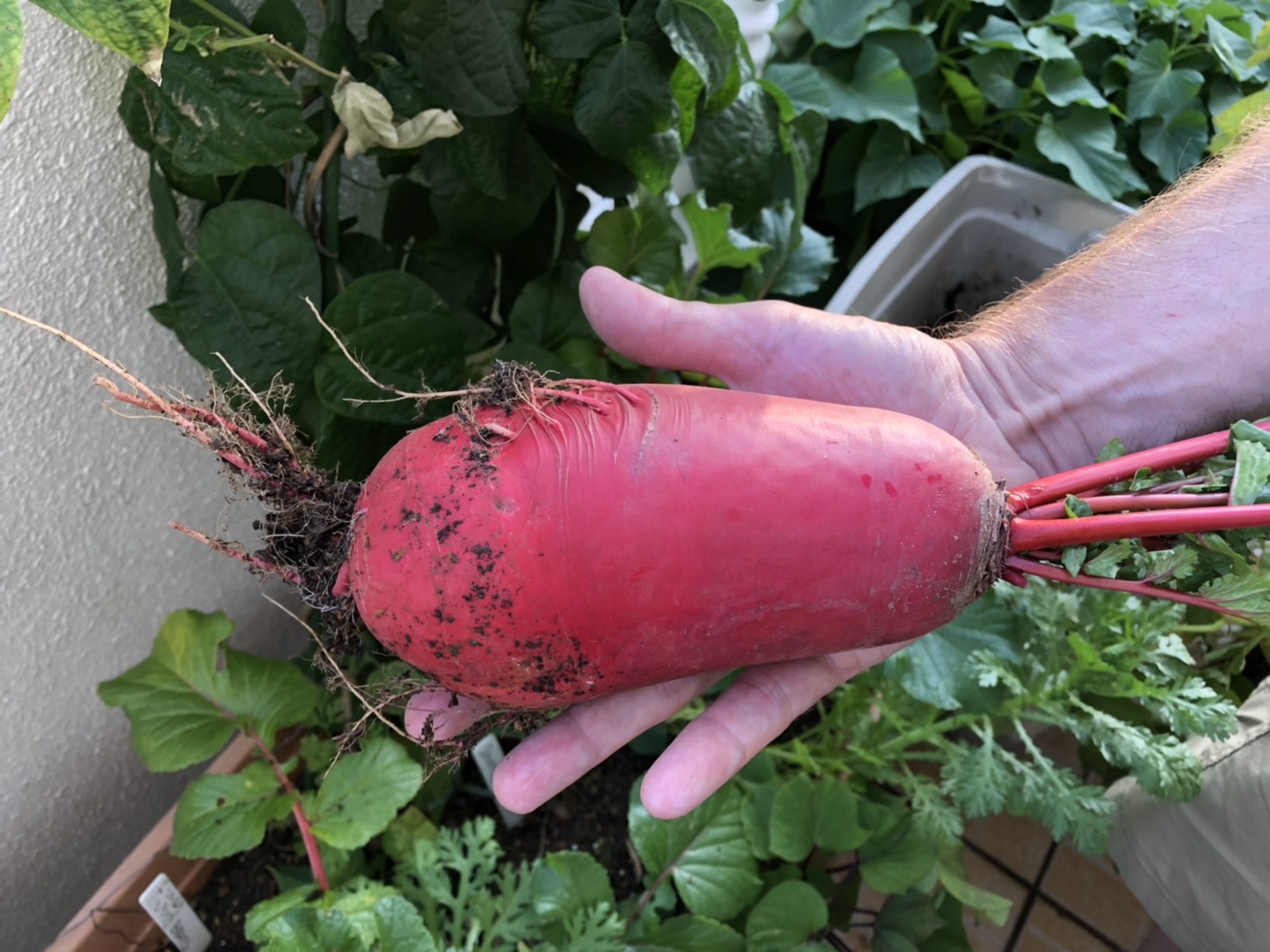 Okinawa Gardener Red Daikon Radish