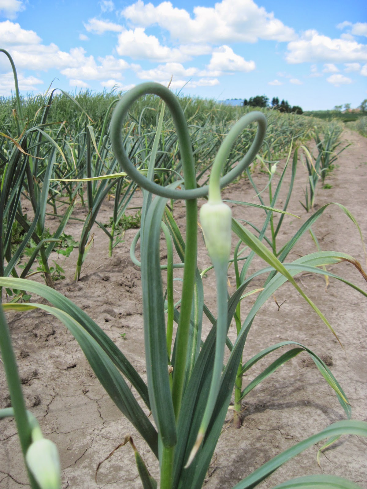 Growing Ontario Garlic Scapes When to make The Cut.