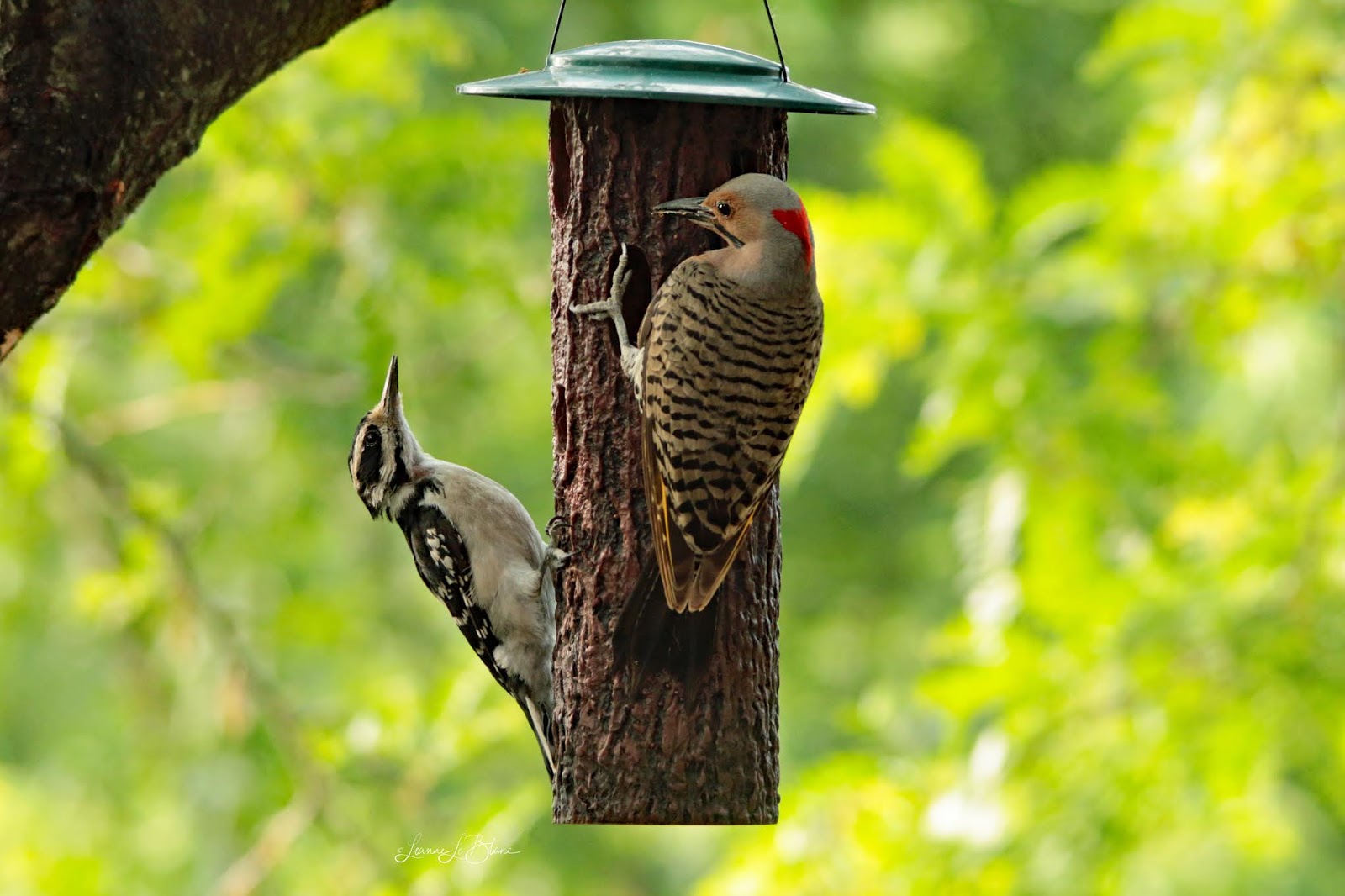 6 Ways to Enhance Your Backyard Birding Experience Nature Notes Blog