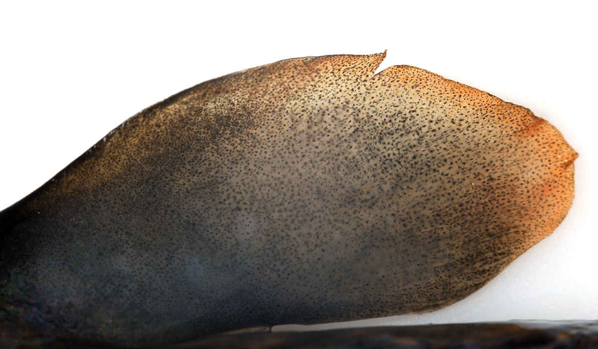 Virginia Tech Ichthyology Class Enigma of the Adipose Fin, by Don Orth