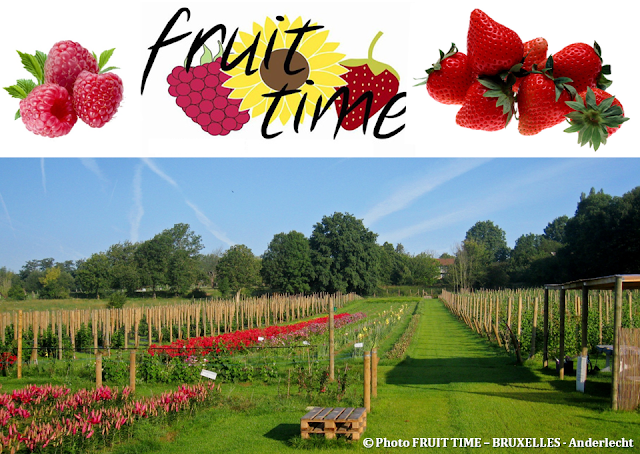 FRUIT TIME - Cueillette de fruits et de fleurs en self-service à Bruxelles - Aux portes du Pajottenland - Bruxelles-Bruxellons