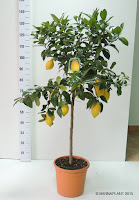 variedades Citrus limon (Limonero)