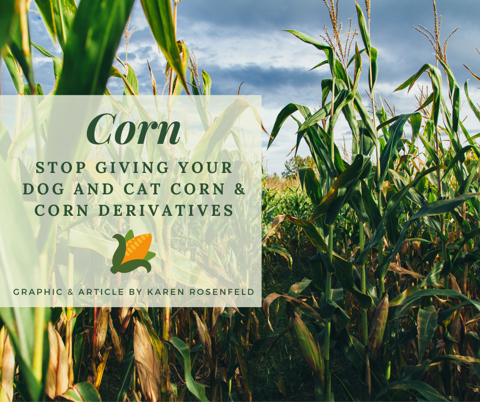 Corn, Corn Derivatives Very Bad for Your Dog and Cat A Real Threat to