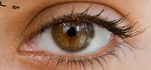 part of thebrain that helps keep eyes focused on one thing part of thebrain that helps keep eyes focused on one thing