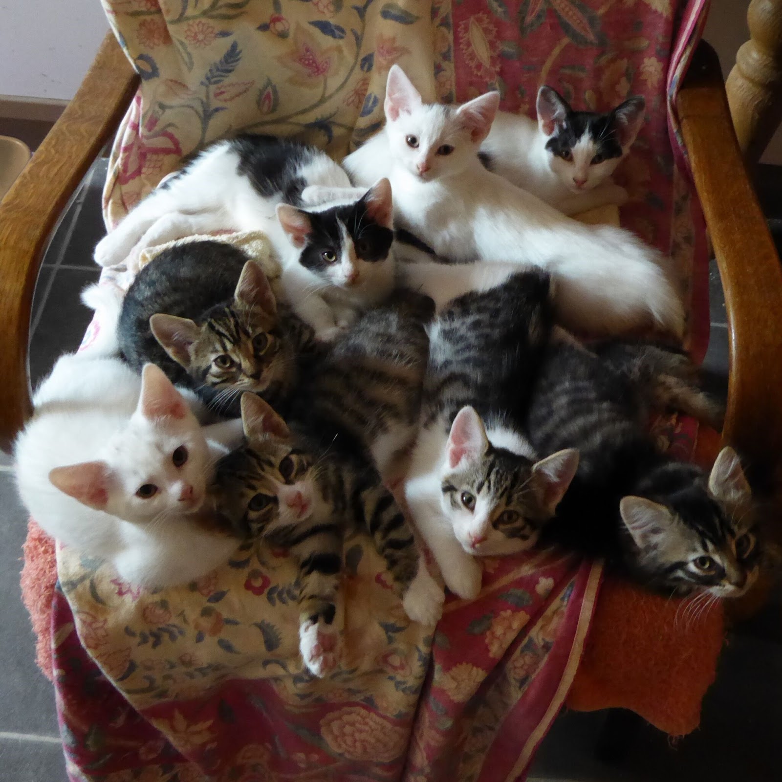 Woodside Animal Centre's Blog The importance of getting your cat