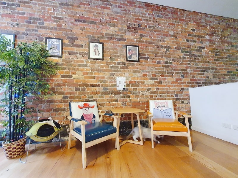 Cat Café Melbourne For Urban Women Awarded Top 100 Urban Blog