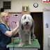 Important Areas You Can't Miss When Grooming Your Dog