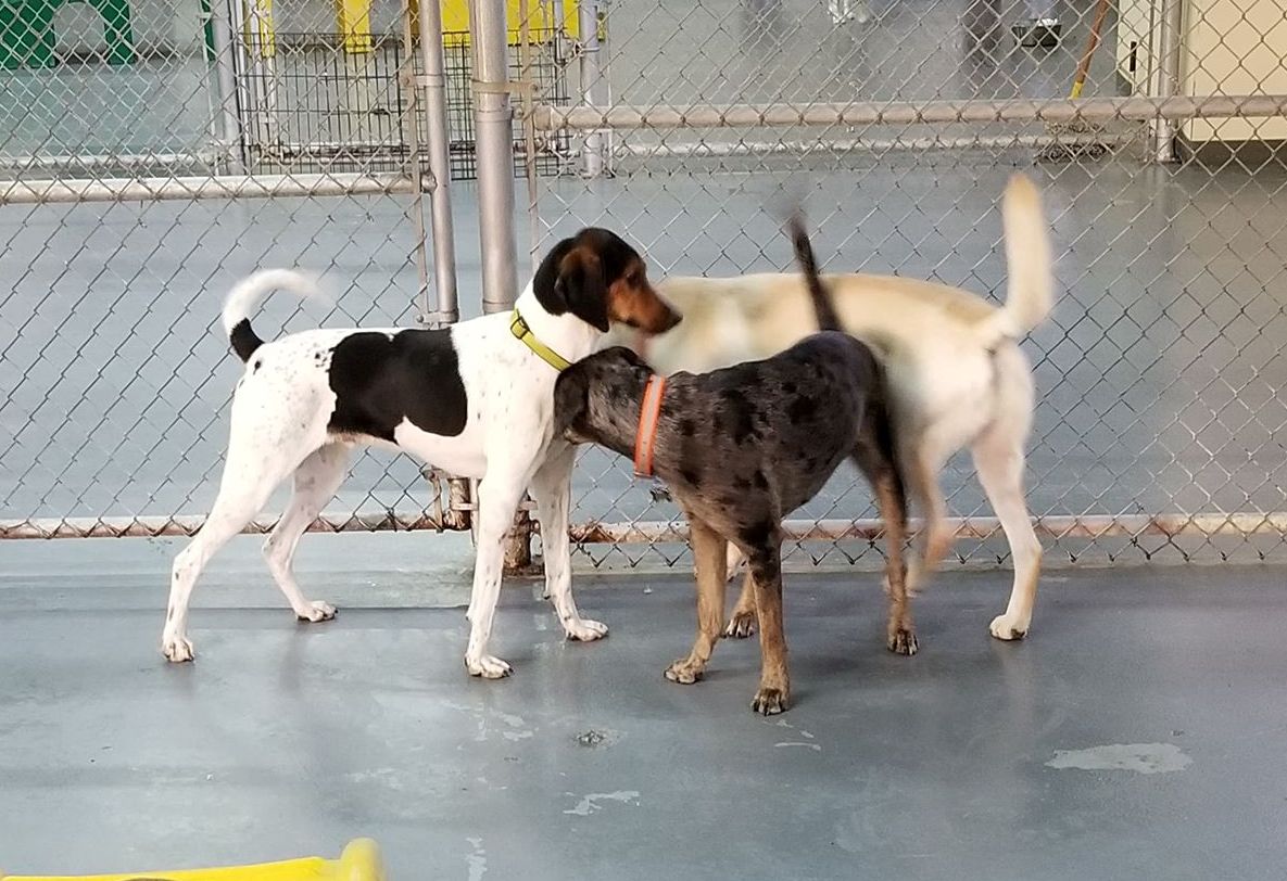 Hoosier Doggy Daycare and Boarding Doggy of the Week... Robert!