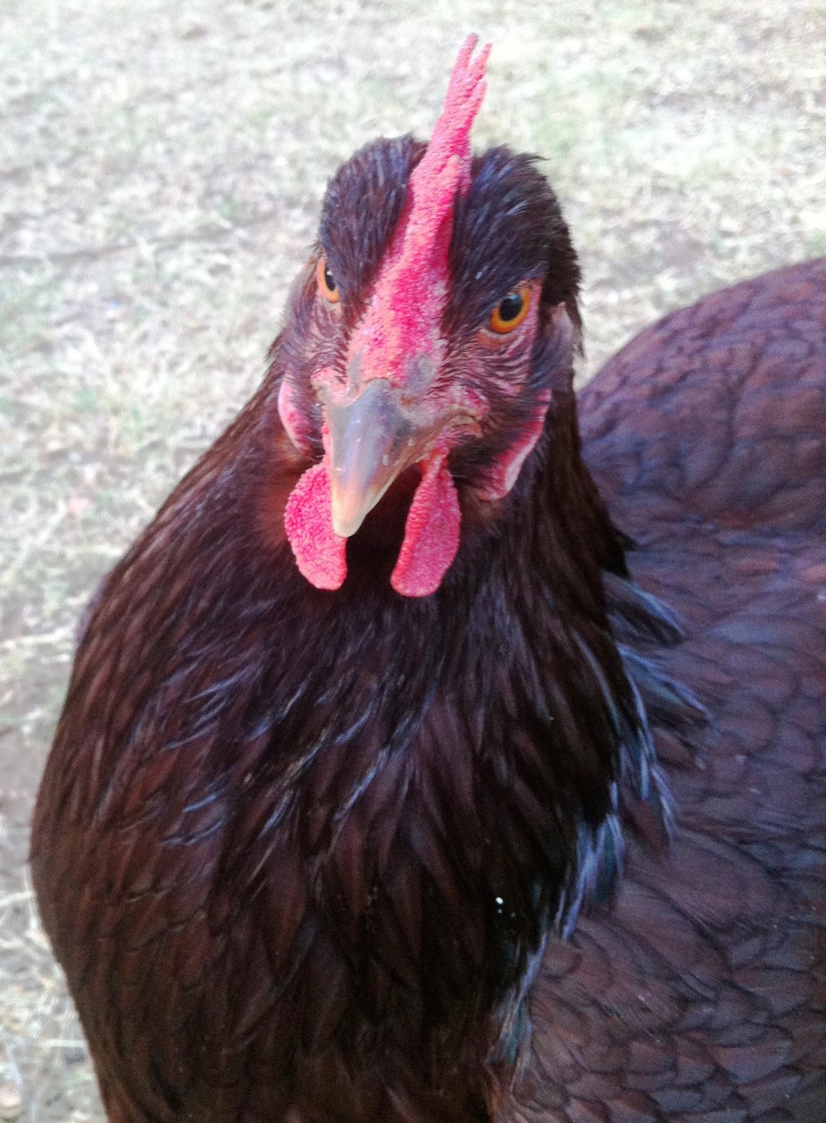2 Happy Hens Chickadee Turns 1 Year Old
