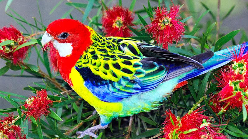 21+ Most Popular Beautiful Birds And Flowers Pictures Download