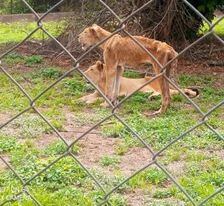 See the Photos of the Starving Lion in OAU (Photos)