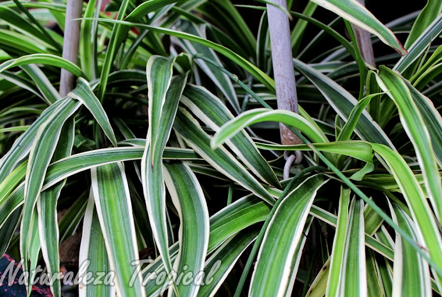 Las Cintas o Lazos de Amor, Chlorophytum comosum