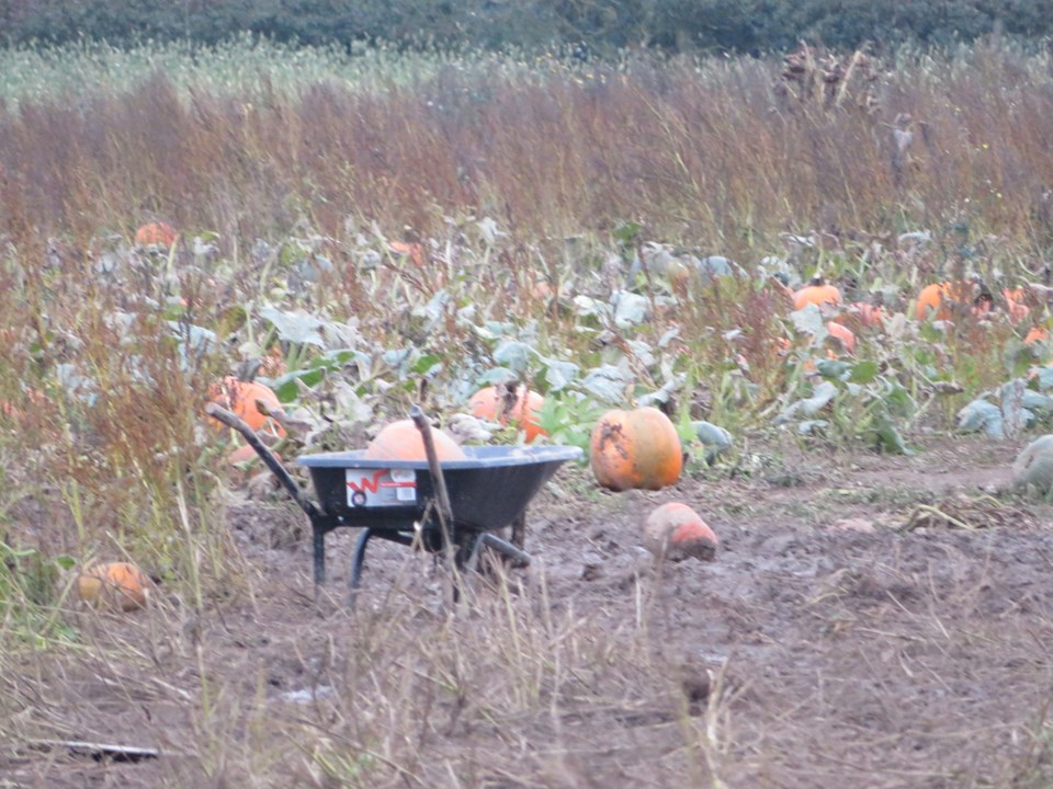 Martin Brookes Oakham Poplars Farm Shop Nuneaton Halloween Pumpkins