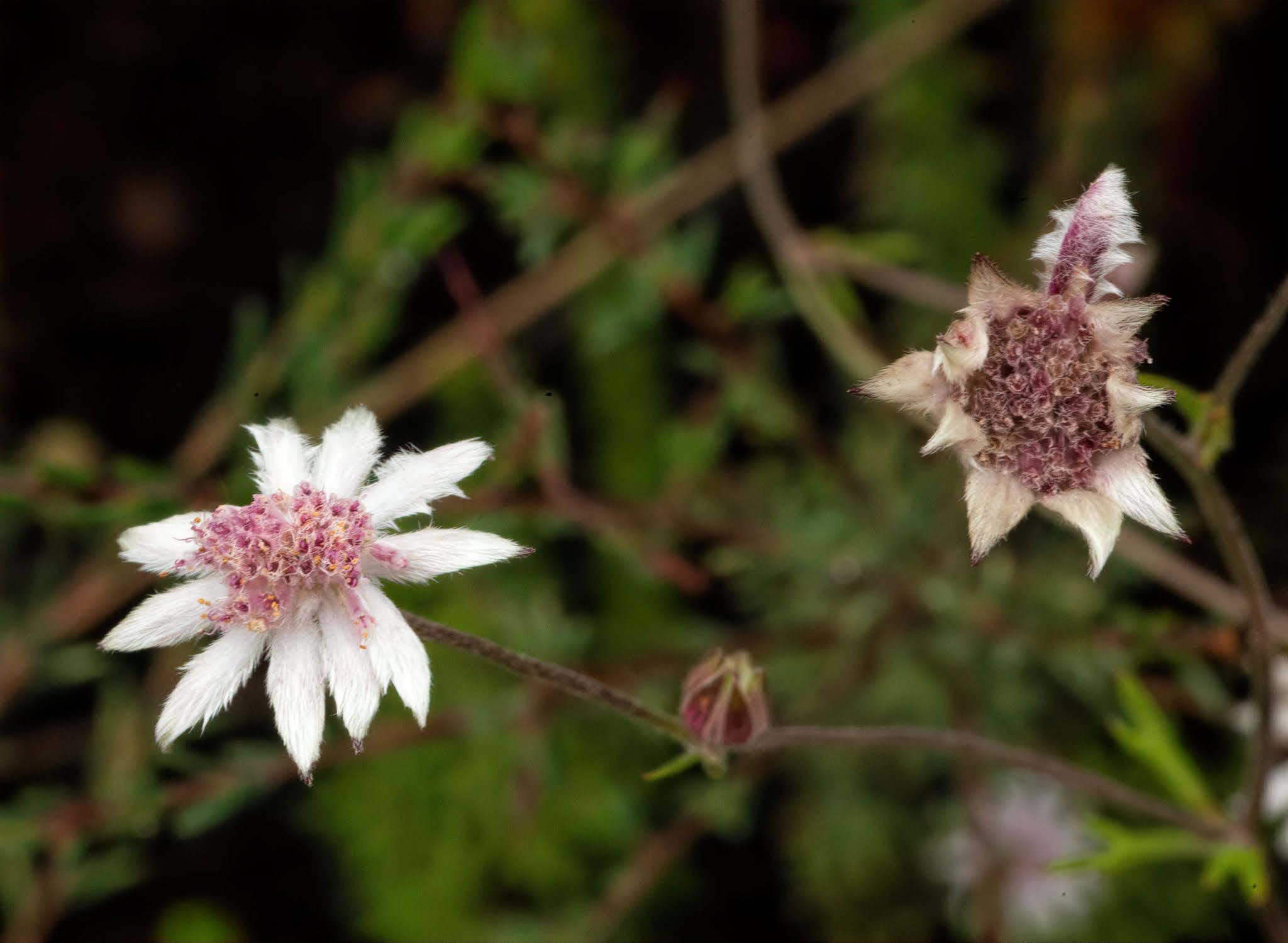 Once (or maybe twice) in a lifetime Pink Flannel Flower, Actinotus