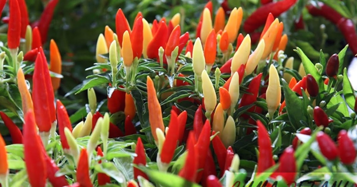 pemanenan cabe rawit