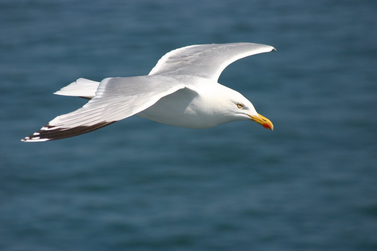 Чайка в полете. Seagull s. Клюв чайки. Seagull s. Чайки в полете.