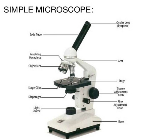 Parts of a Simple Microscope - Labeled (with diagrams) | Medical