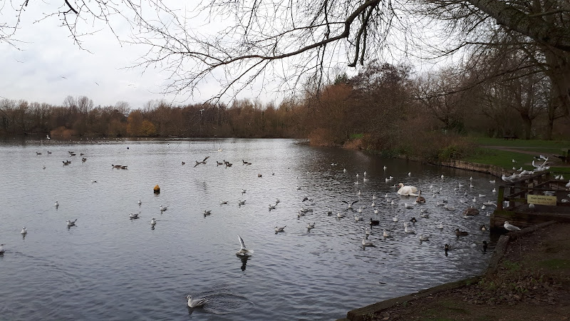Plenty of wild life at the bird feeding area on the lakes